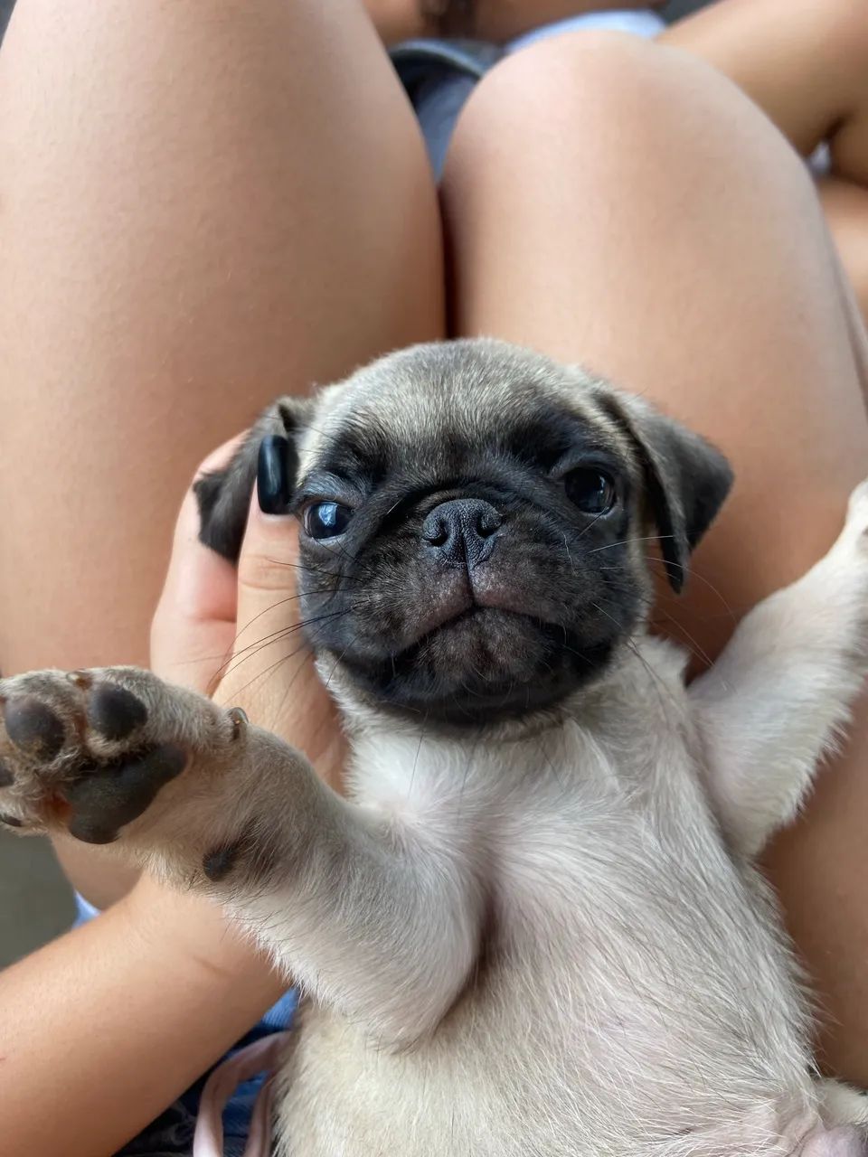 Filhote de pug - Foto 2