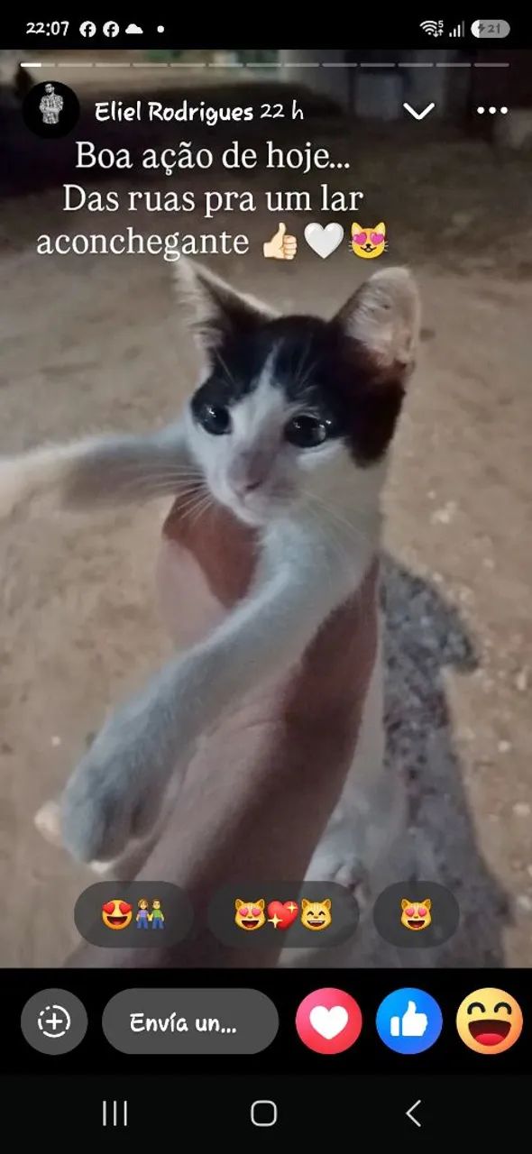 Adoção responsável  - Foto 3