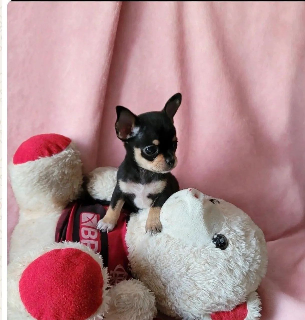 Chihuahua 