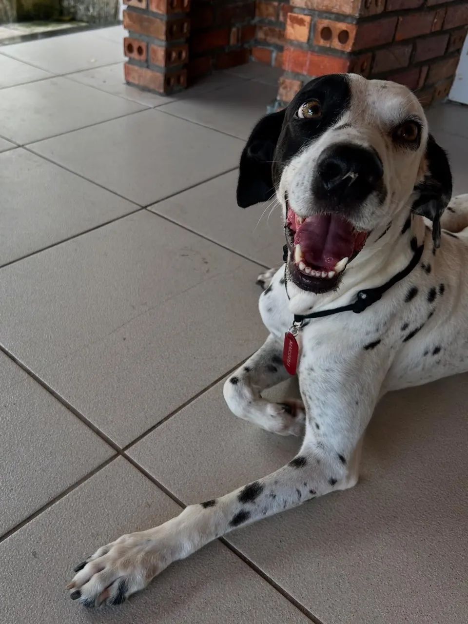 Adoção responsável  - Foto 2