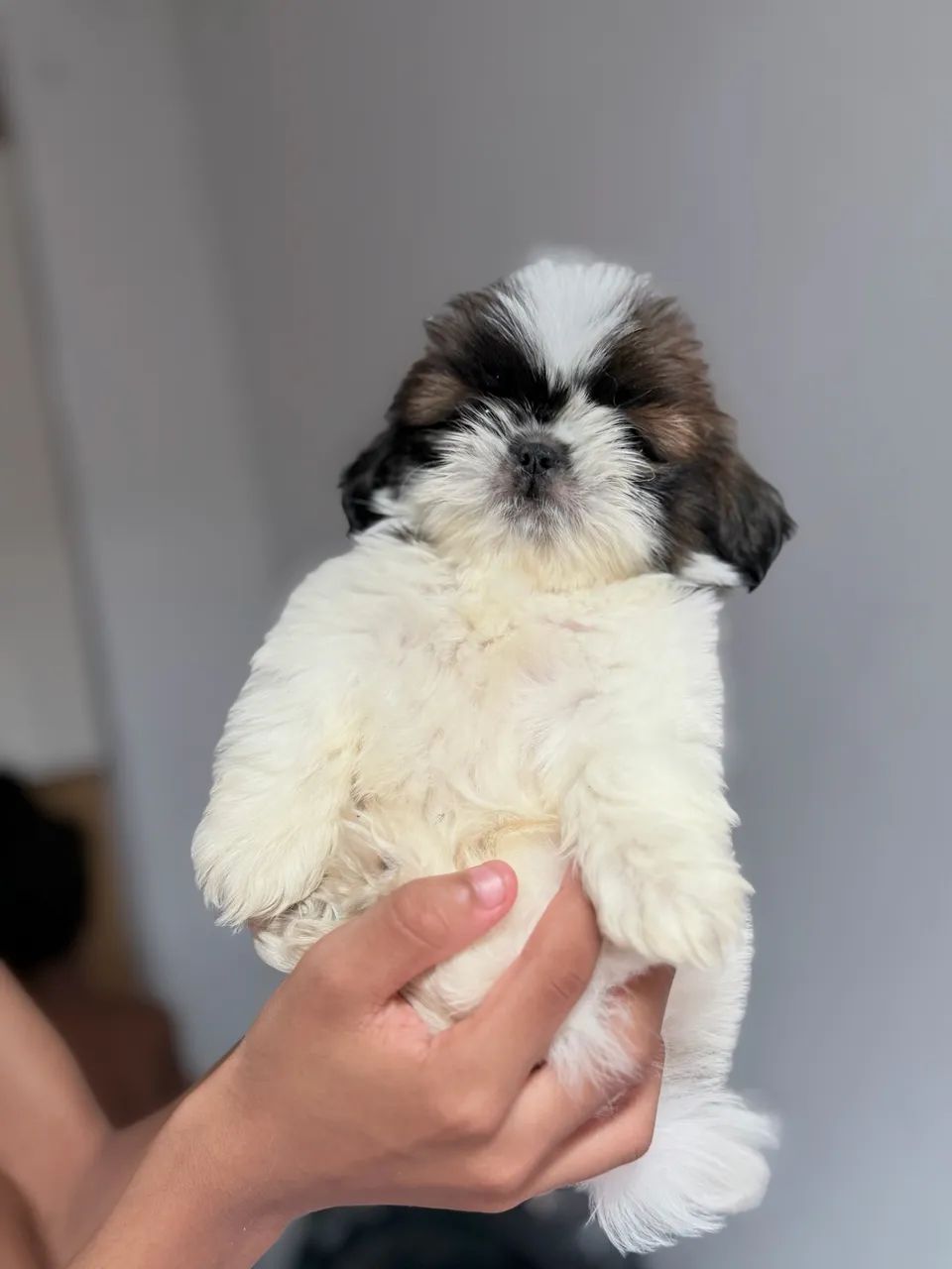 Shih tzu padrão top   - Foto 4