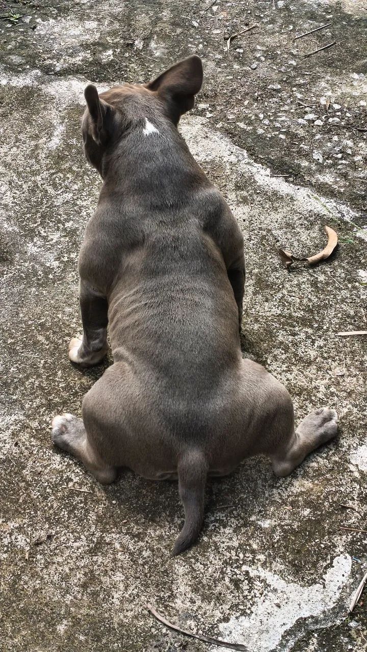 American Bully Micro - Foto 2