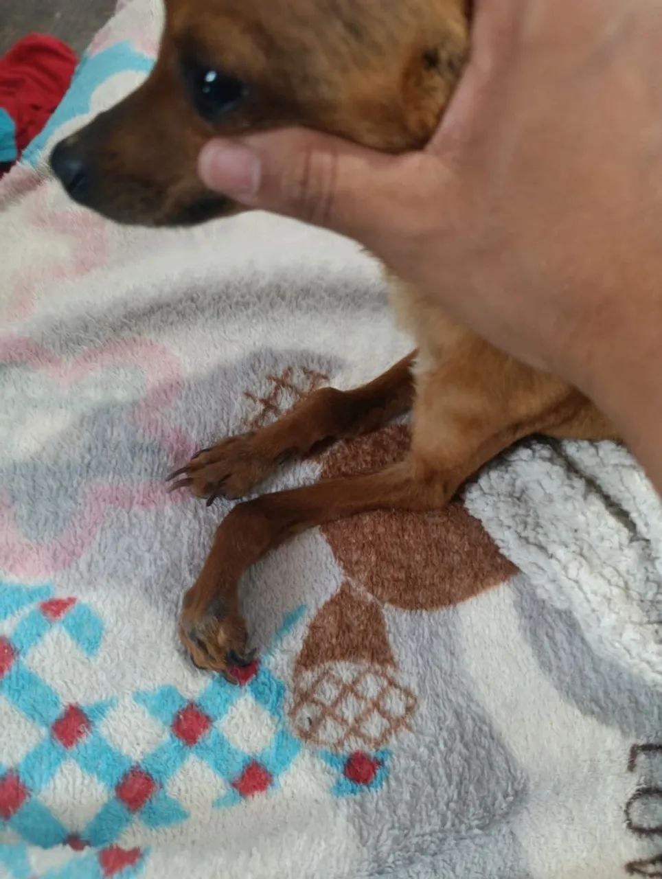 Pinscher  - Foto 3