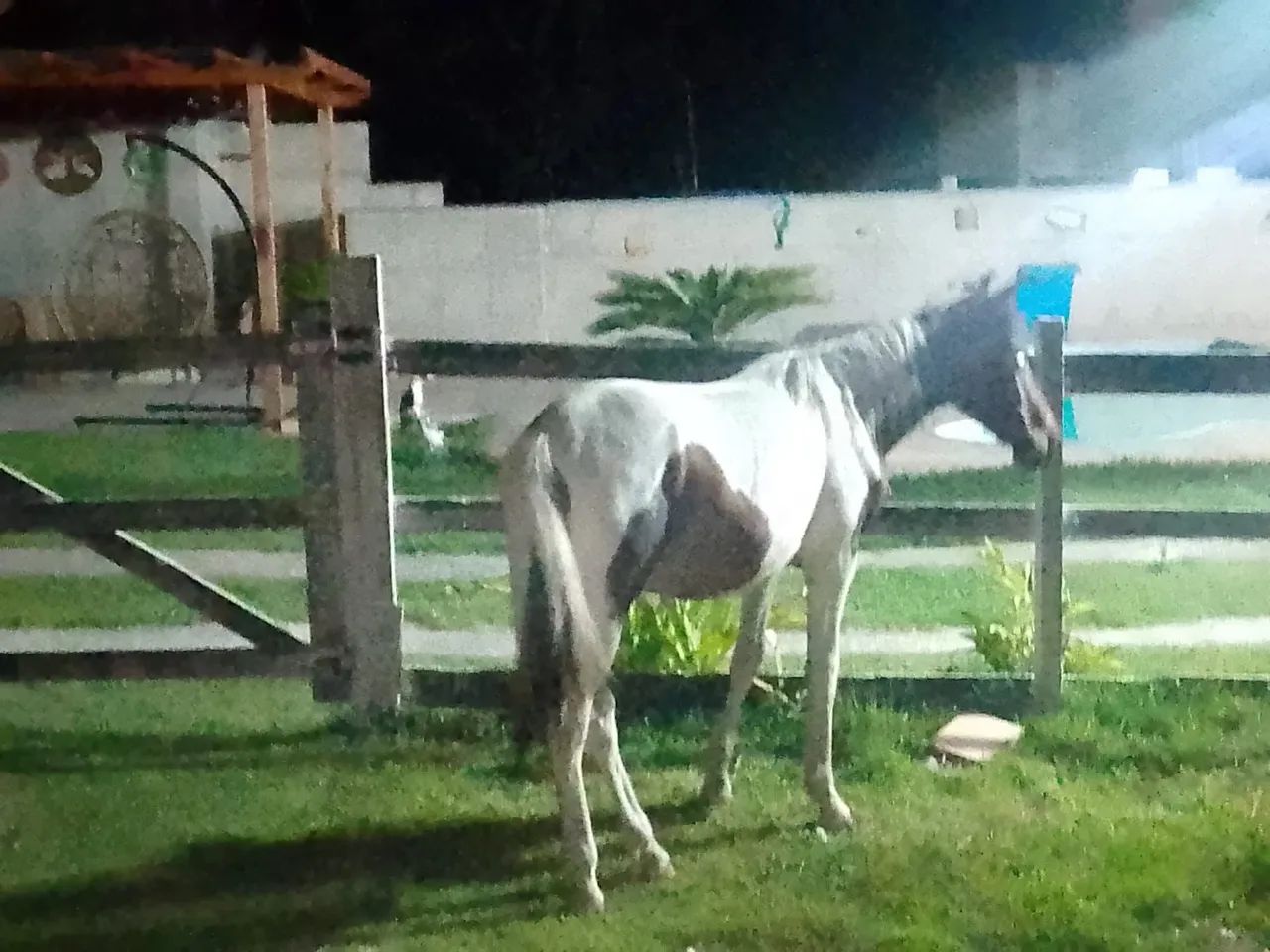 Cavalo - Foto 2