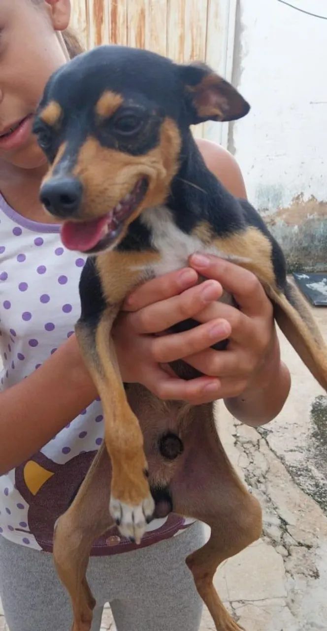 Pinscher  - Foto 4