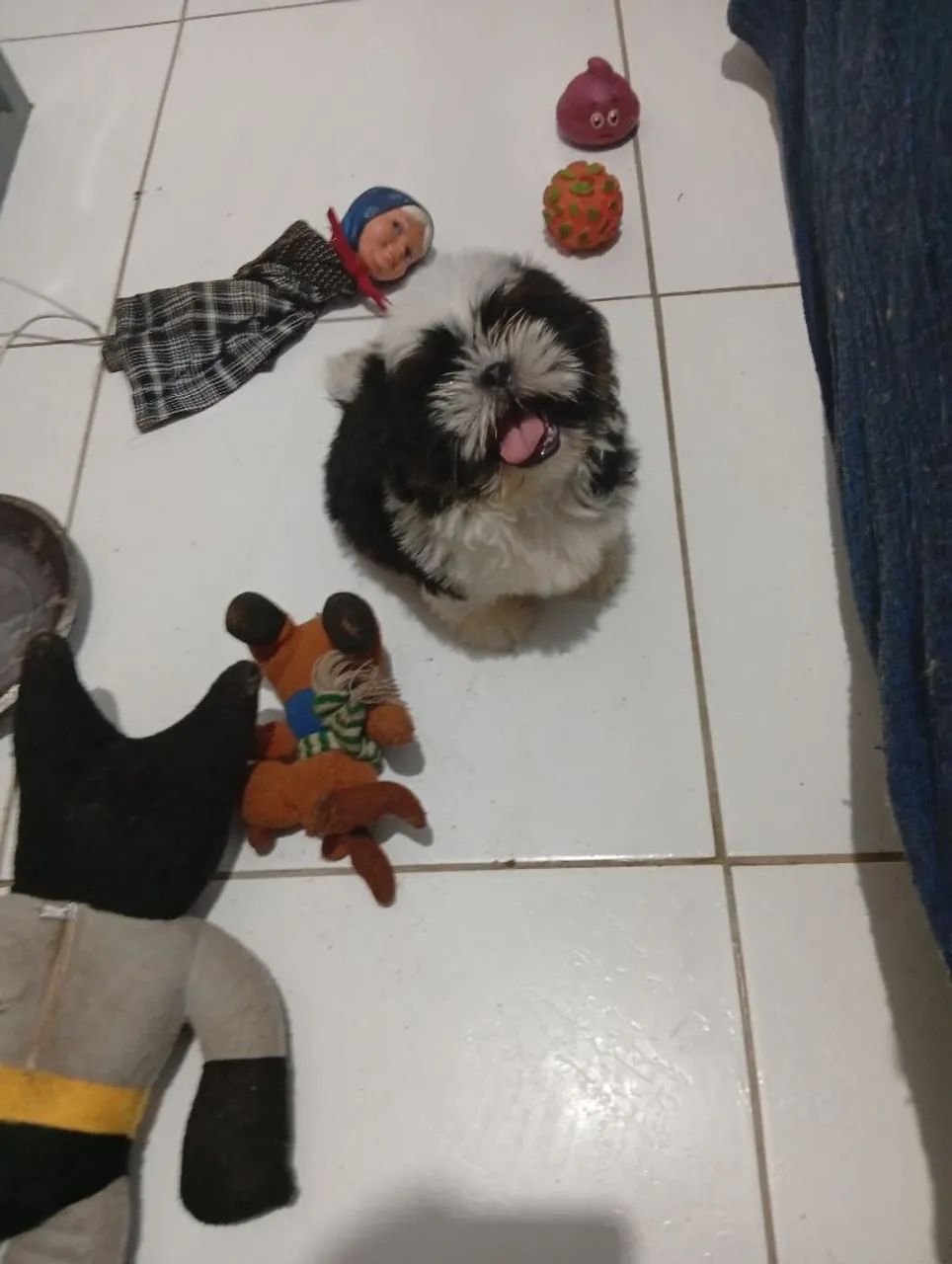 Filhote de Shih Tzu macho - Foto 2