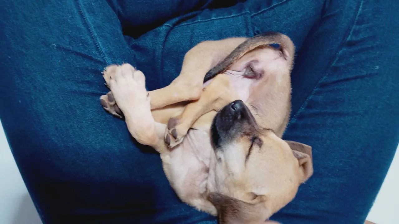 Adoção  - Foto 3