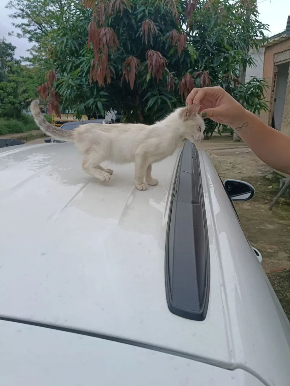 Gata para doação  - Foto 2