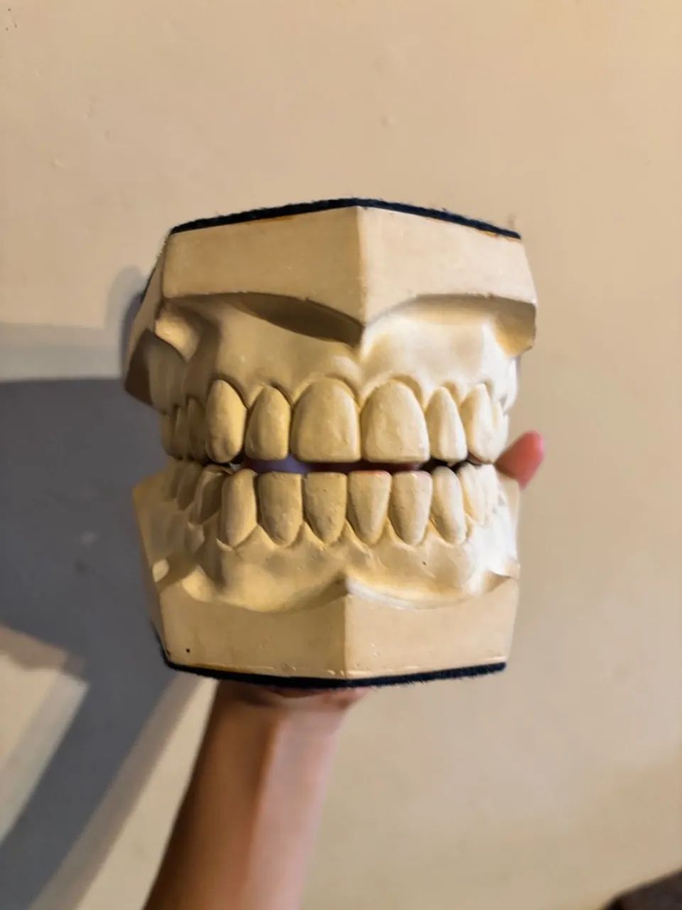 Modelo Odontológico de Oclusão - Foto 2
