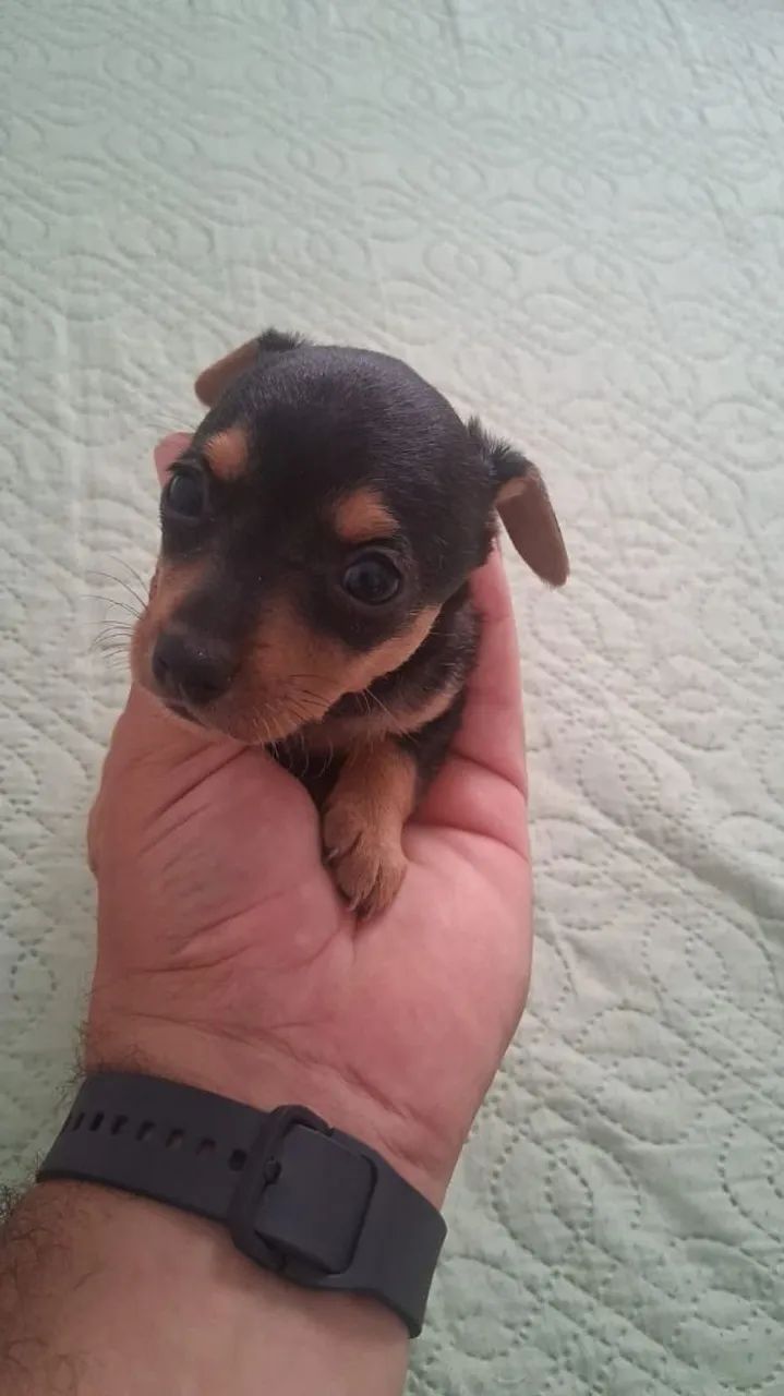 Filhote de pinscher 01 - Foto 4