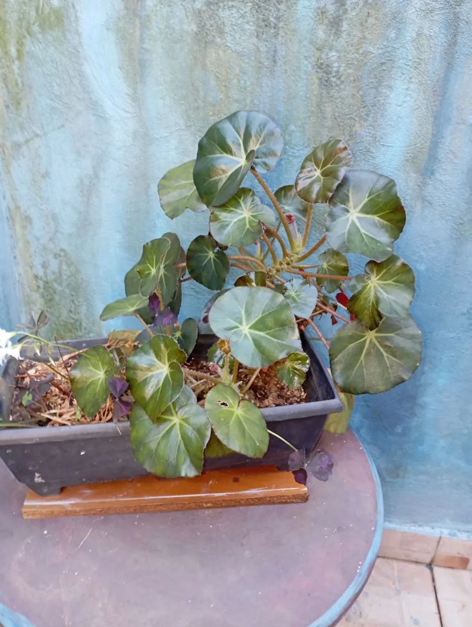 Sementes e plantas  - Foto 3