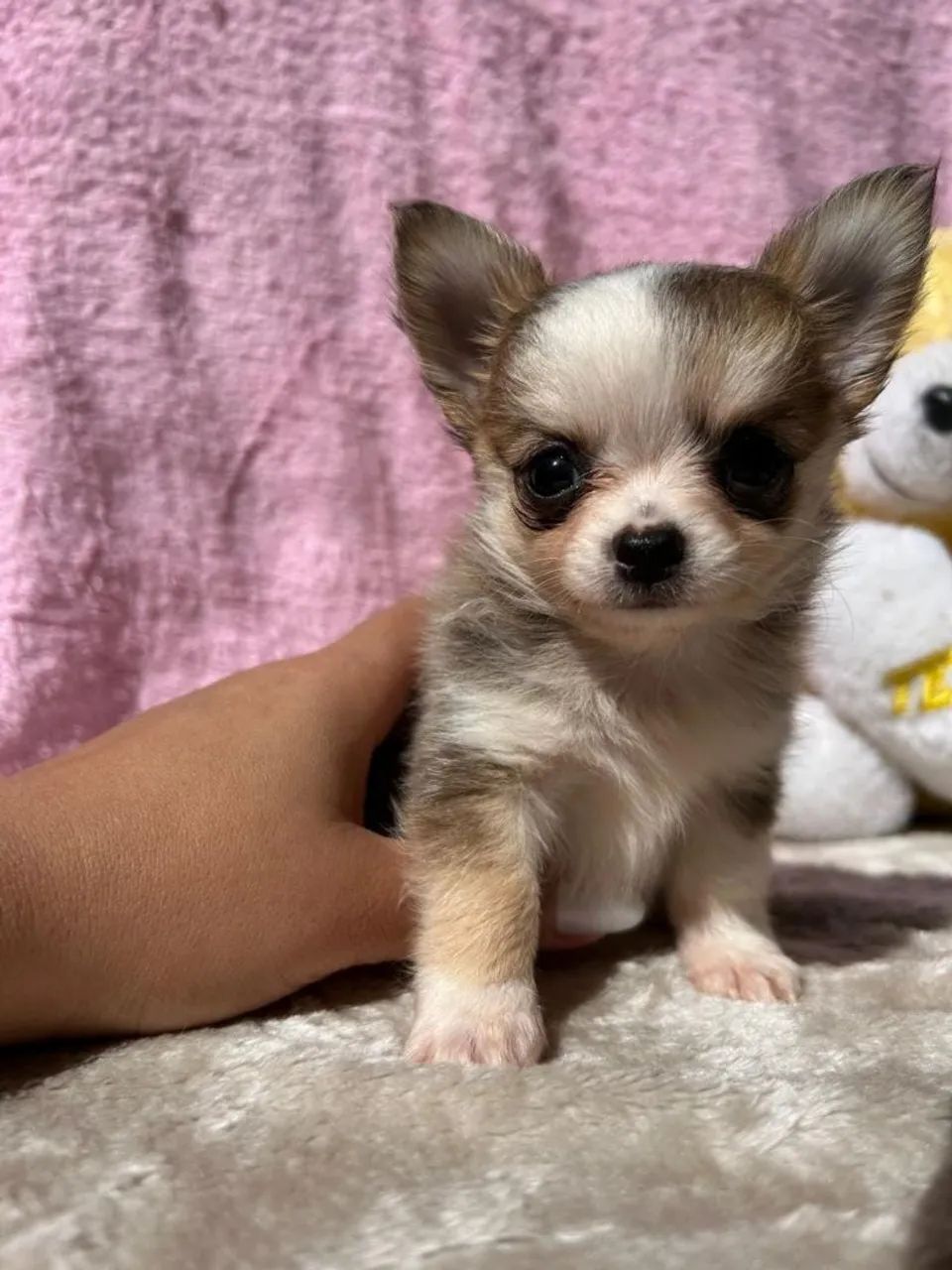 Chihuahuas micro: - Foto 4