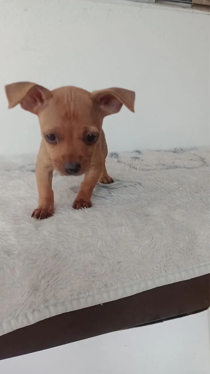 Pinscher vacinado e vermifugado 