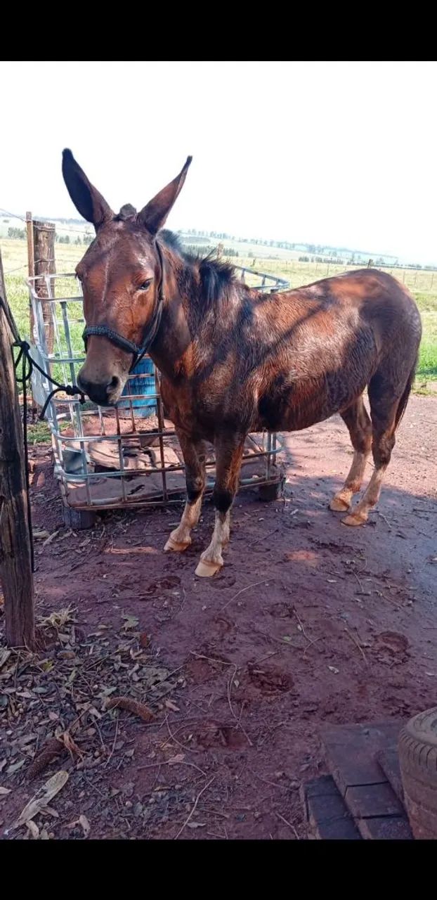 Mula Pampa - Foto 2