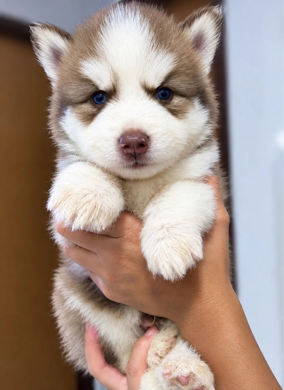 Husky siberiano  - Foto 2