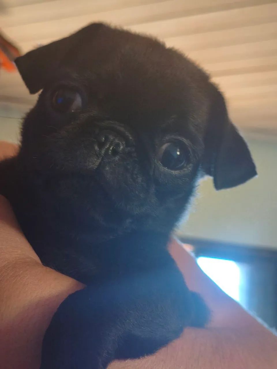 Pug disponível 