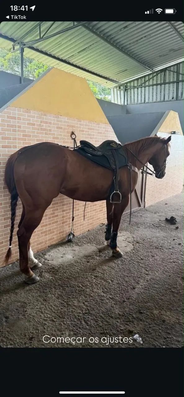 Cavalo de vaquejada 