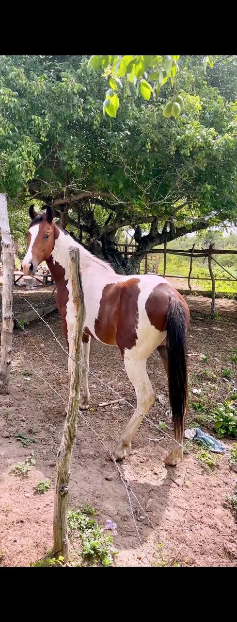 Potro Mangalarga 1 ano e 1 mês 