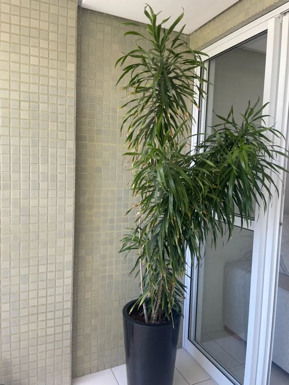 Planta Dracena - Foto 4