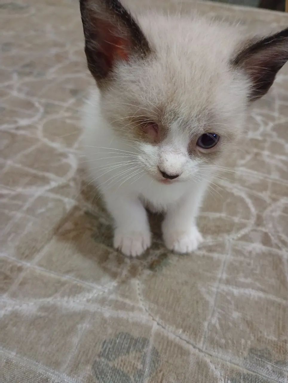Doação de gatinhos - Foto 2