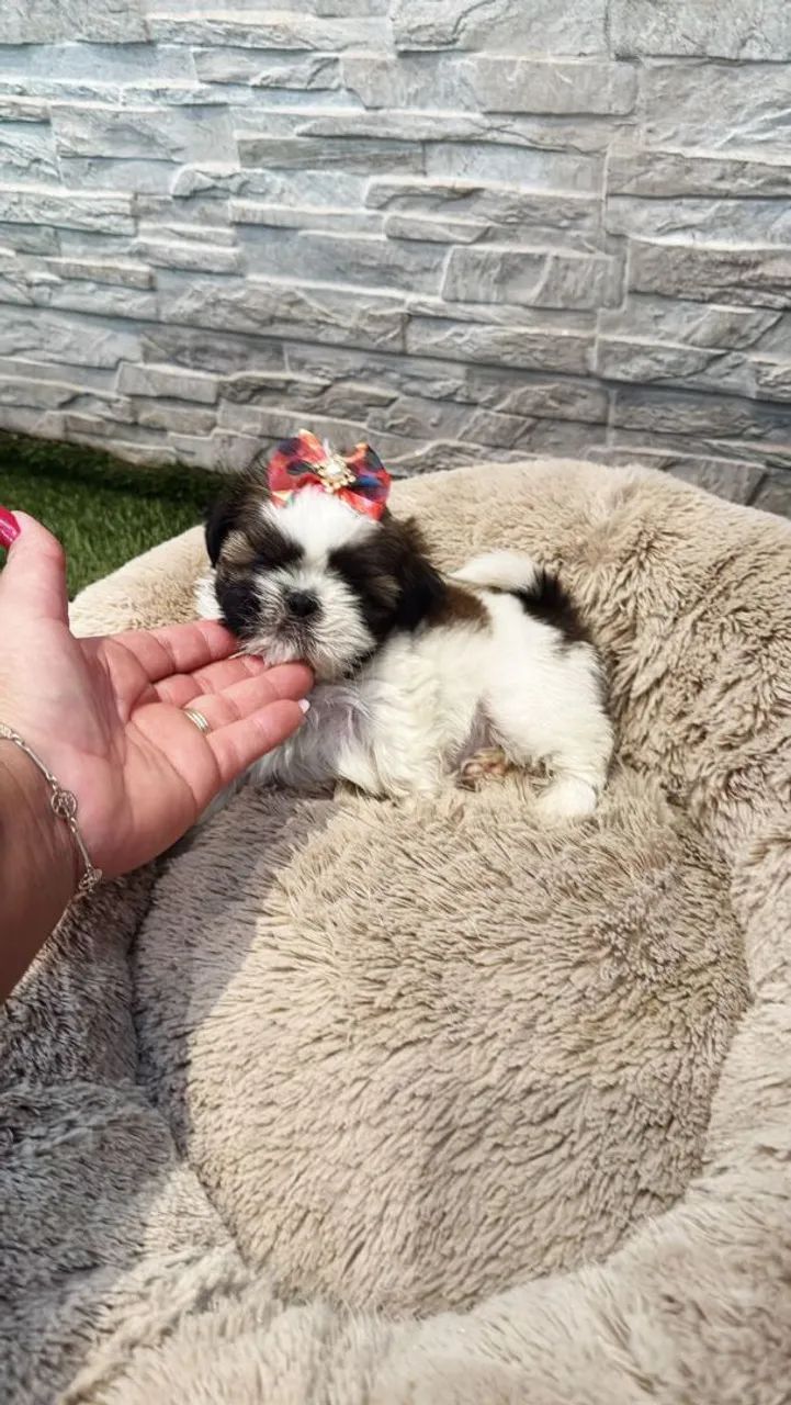 Shih Tzu Mini 