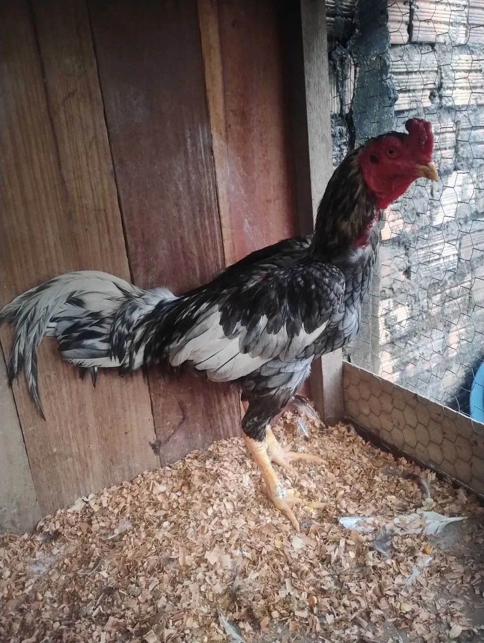 Galo