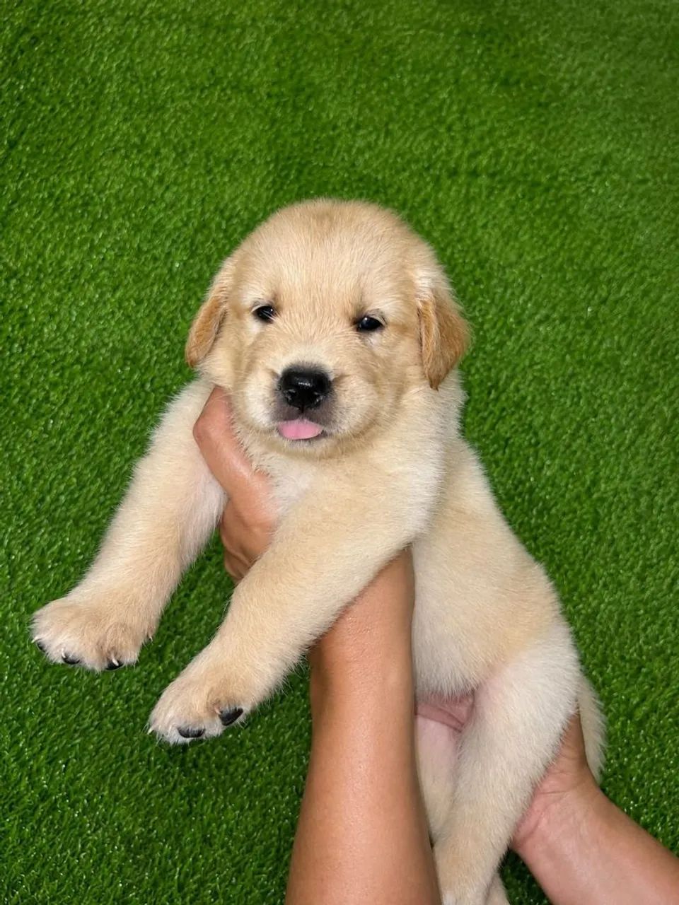 Cachorro  - Foto 3