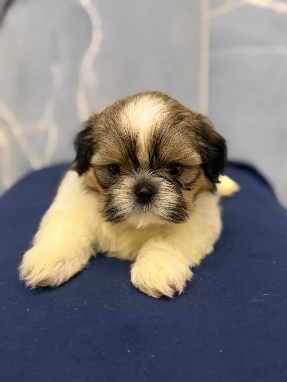 Shihtzu macho  - Foto 4