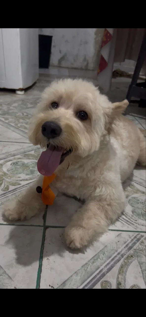 Cachorro 