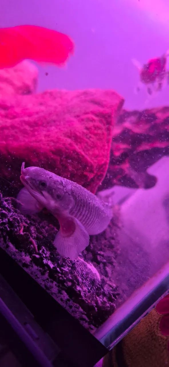 Polypterus 15/16cm