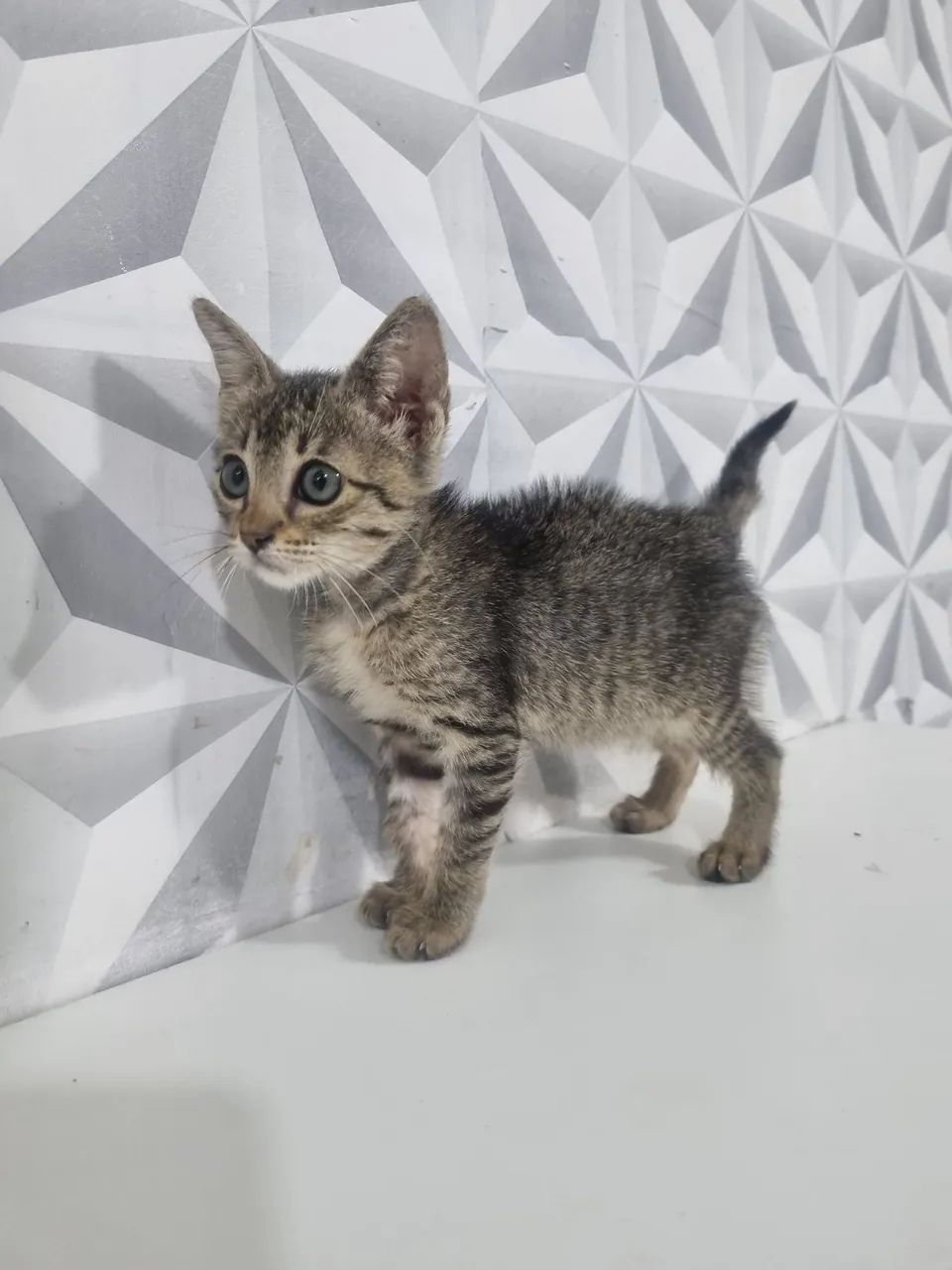 Gatinha para adoção - Foto 2