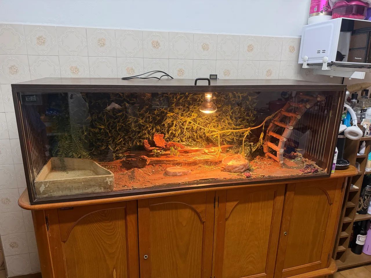 Terrário - Foto 3