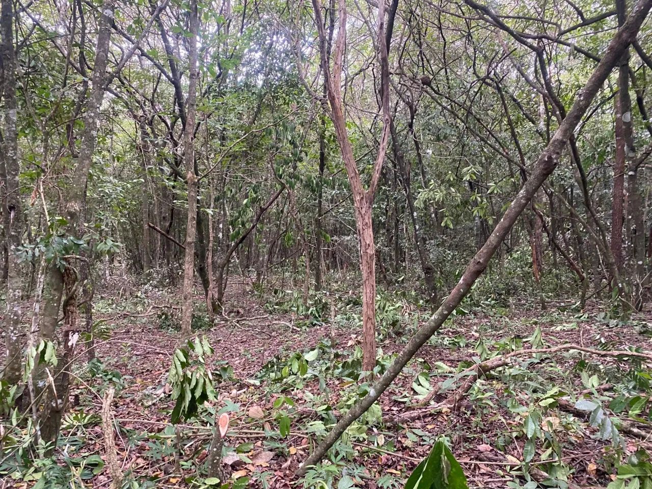 Chacara de 5.100mt com córrego no fundo e muita natureza! - Foto 5