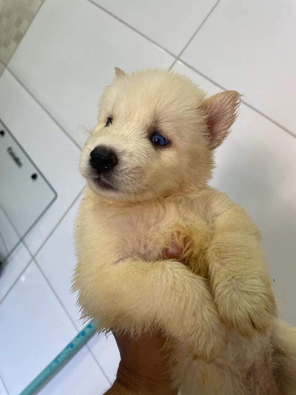 Husky siberiano  - Foto 3