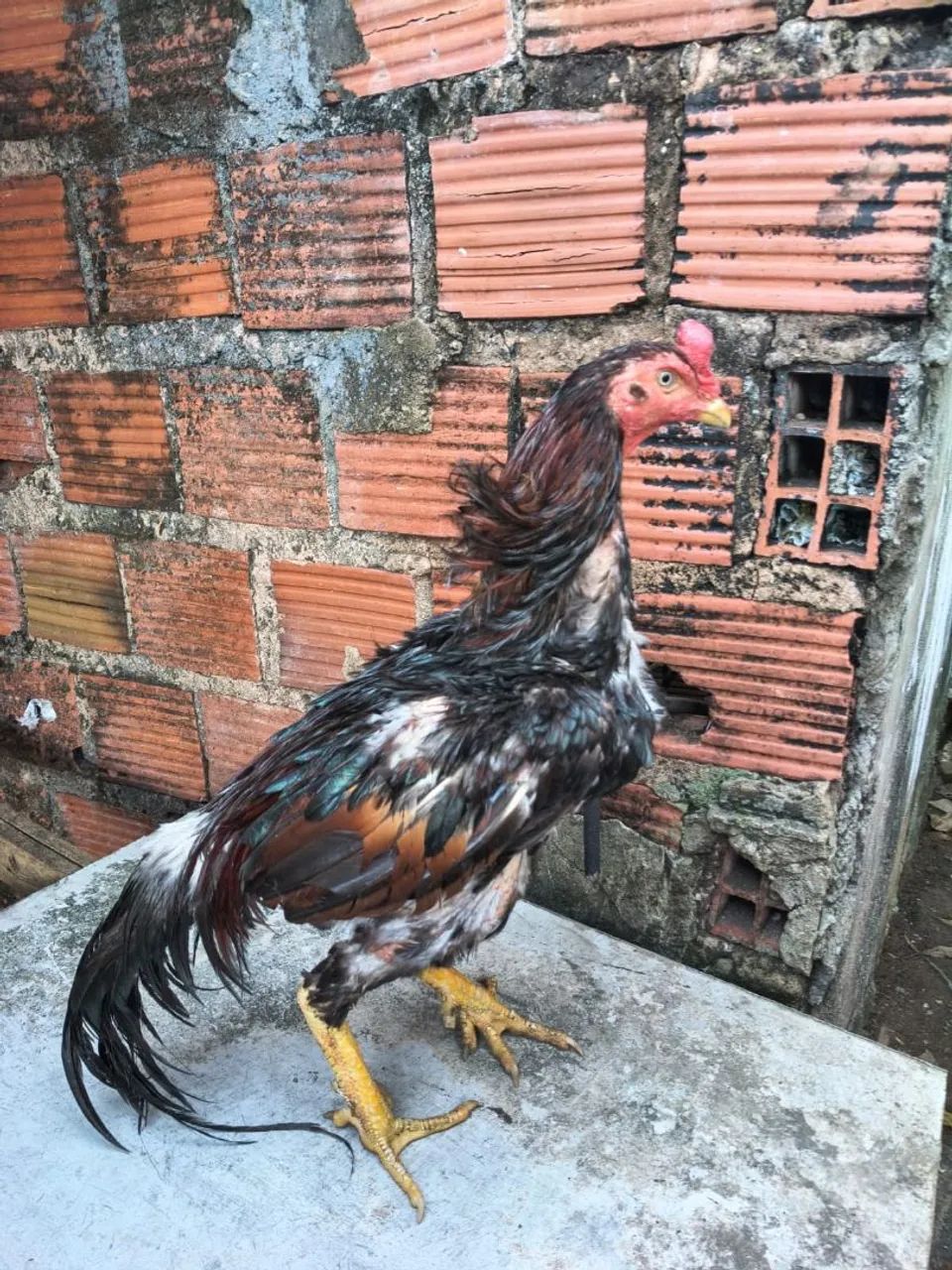 Galo mura