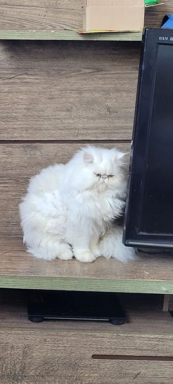 Gato persa macho cruza(nao venda) - Foto 2