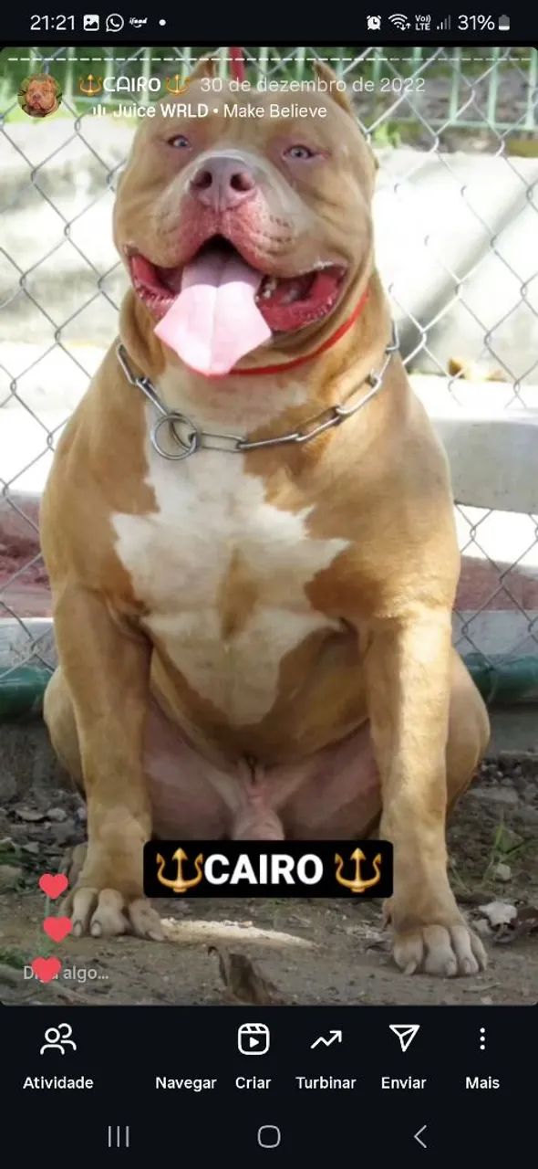 Pit monster macho 