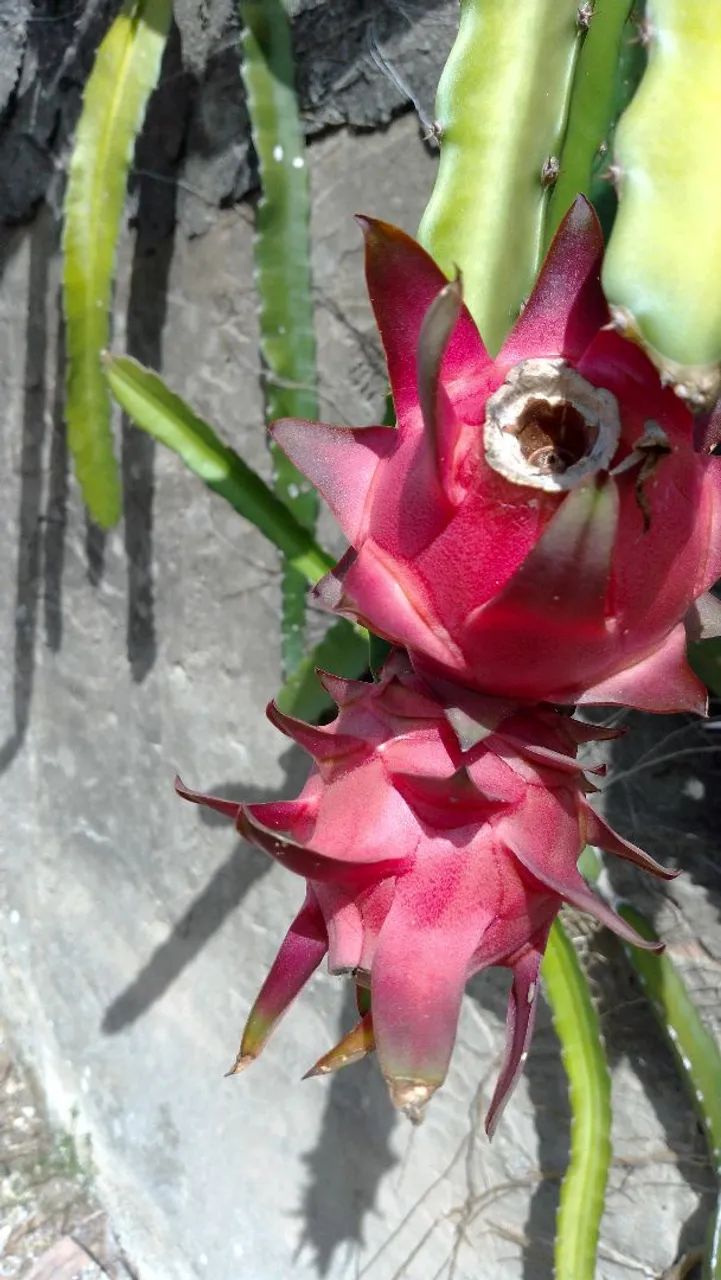 Mudas de Pitaya - Foto 3
