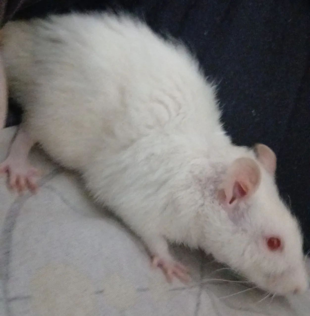 Doação ratos twister + gaiola 
