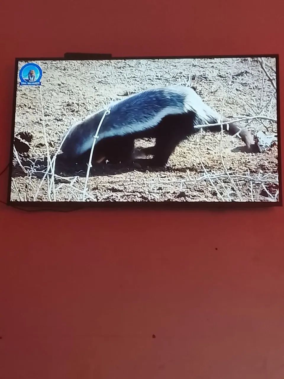 Tv Samsung 43 polegadas smart, Android 