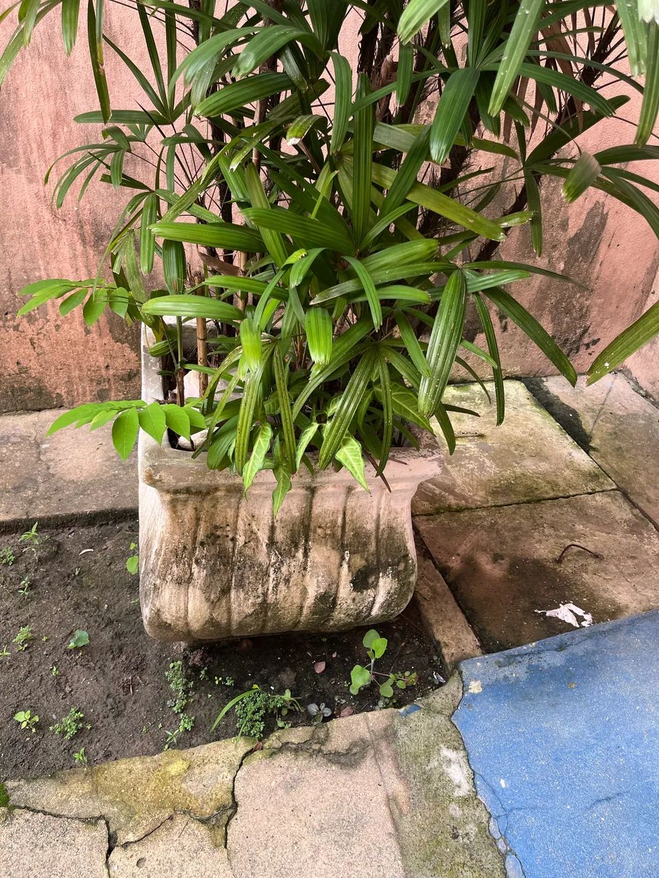 Jarro de plantas 