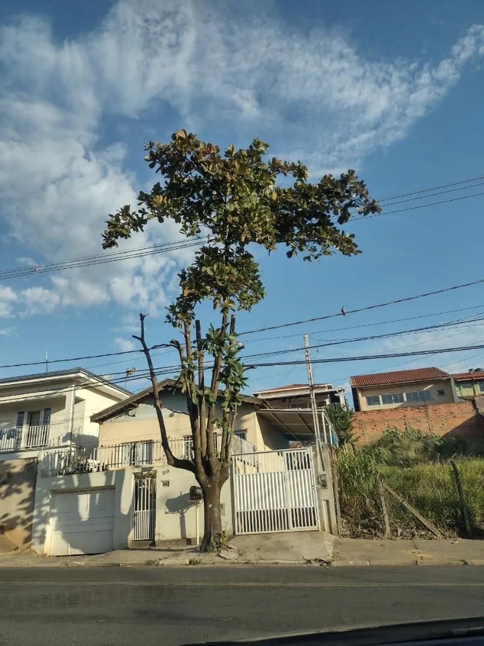Poda de árvores e jardinagem  - Foto 2