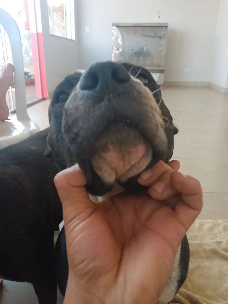 Filhotes de Pit Bull  - Foto 2