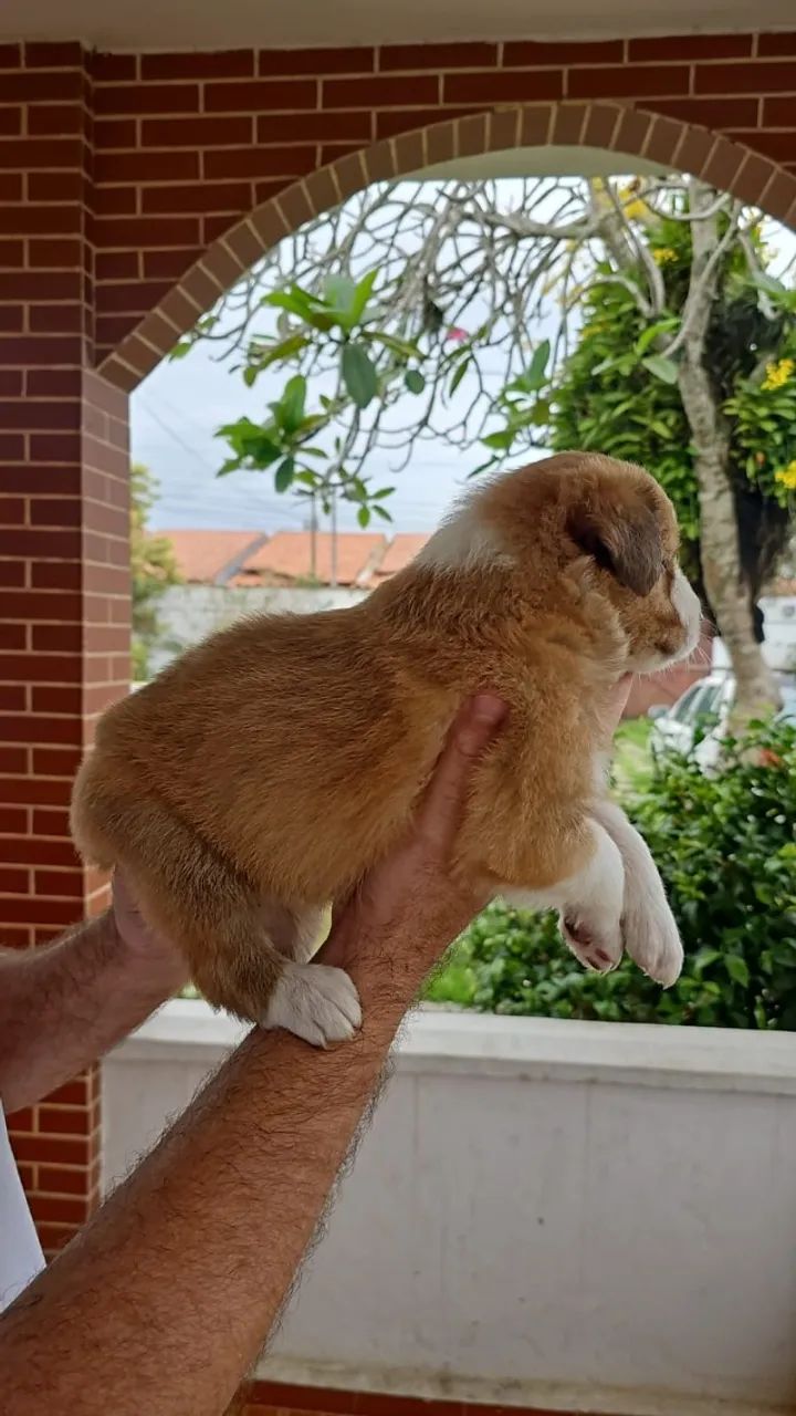 Cão Bader Collie  - Foto 5