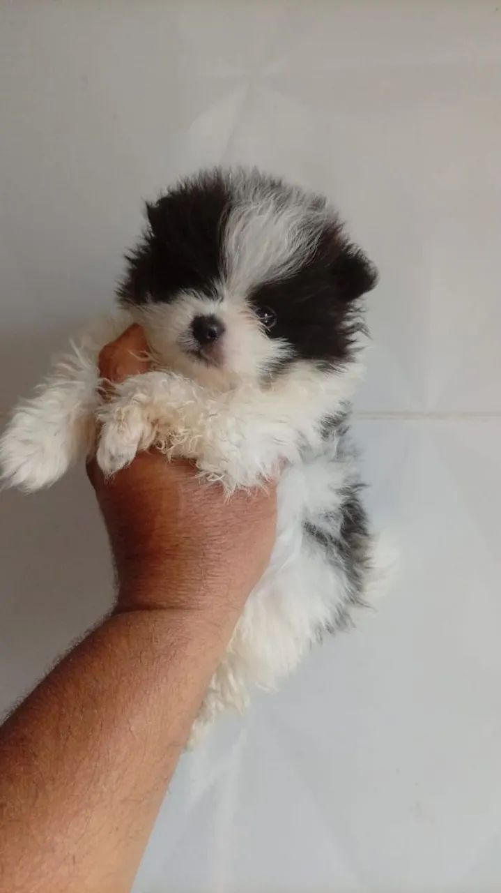 Spitz alemão macho - Foto 2