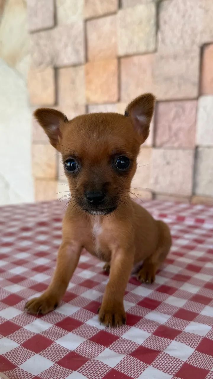 Vendo filhotes de Pinscher  - Foto 4
