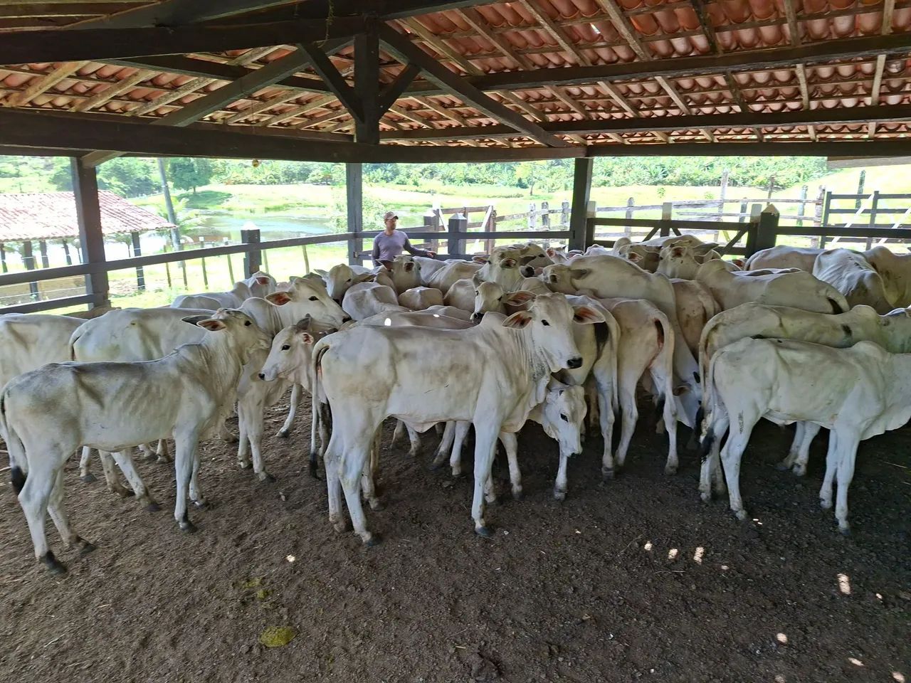 Bezerros Nelore 450,00,00 por  @ - Foto 4
