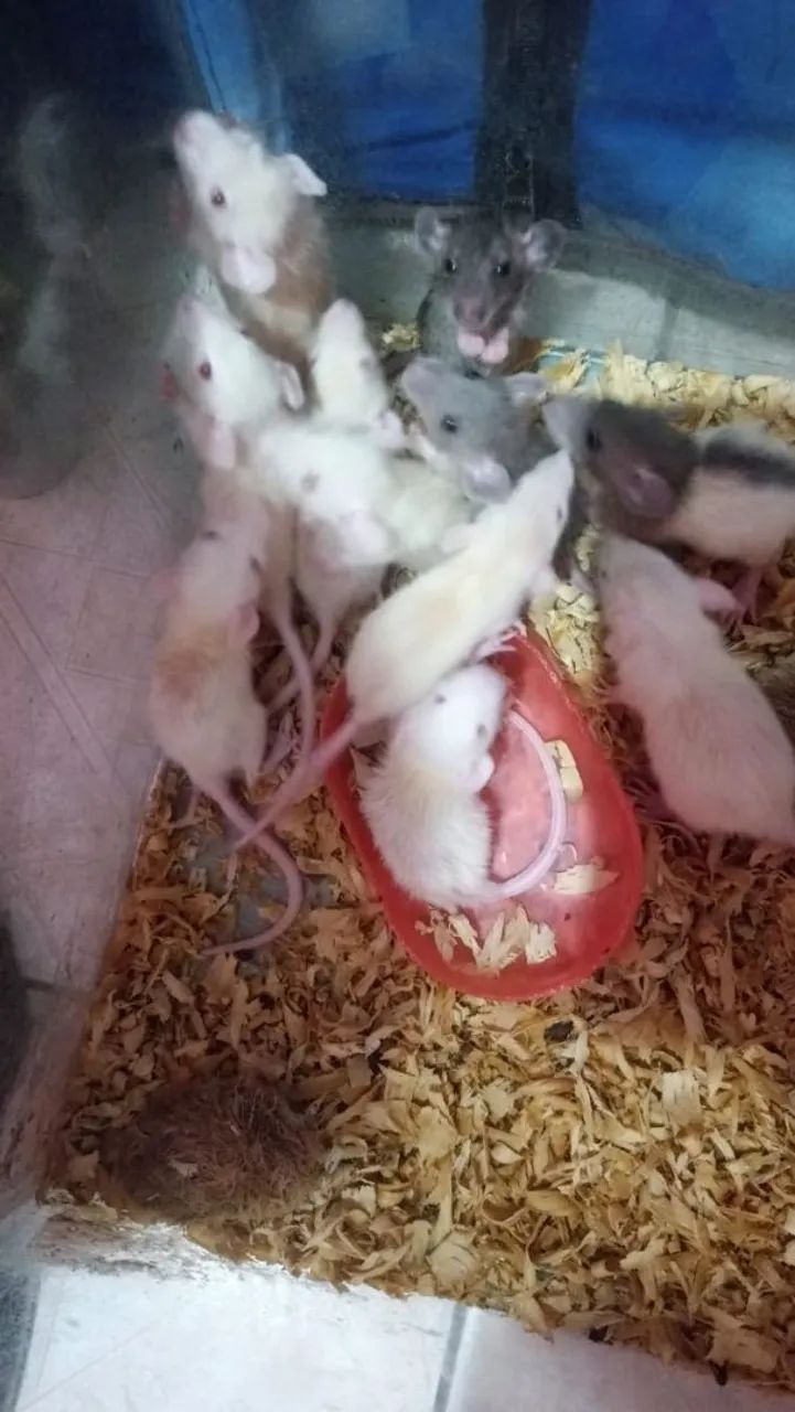 Filhotes de rato twister  - Foto 2