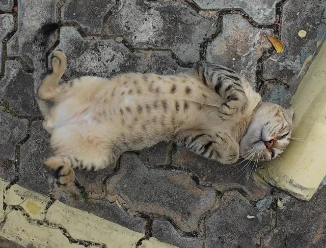 Gatinho abandonado, 6 meses, super dócil, FIV-FeLV negativo - Foto 2
