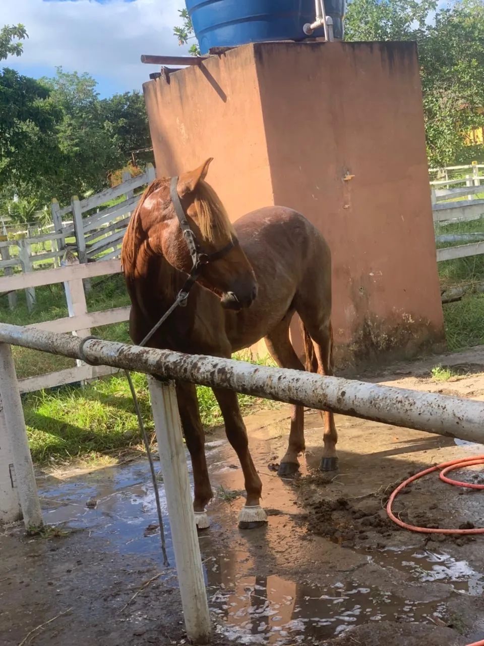 Cavalo - Foto 5